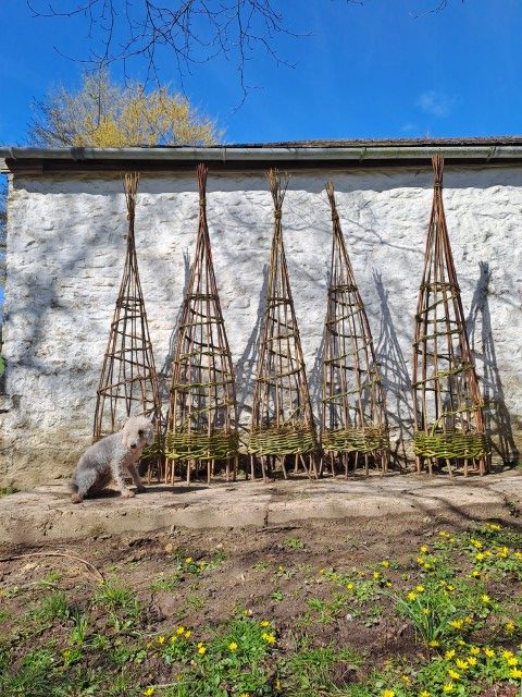 Weaving Willow Plant Supports & Pea-frames Workshop